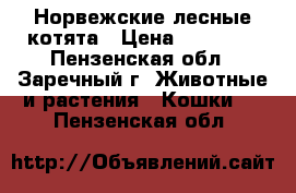 Норвежские лесные котята › Цена ­ 15 000 - Пензенская обл., Заречный г. Животные и растения » Кошки   . Пензенская обл.